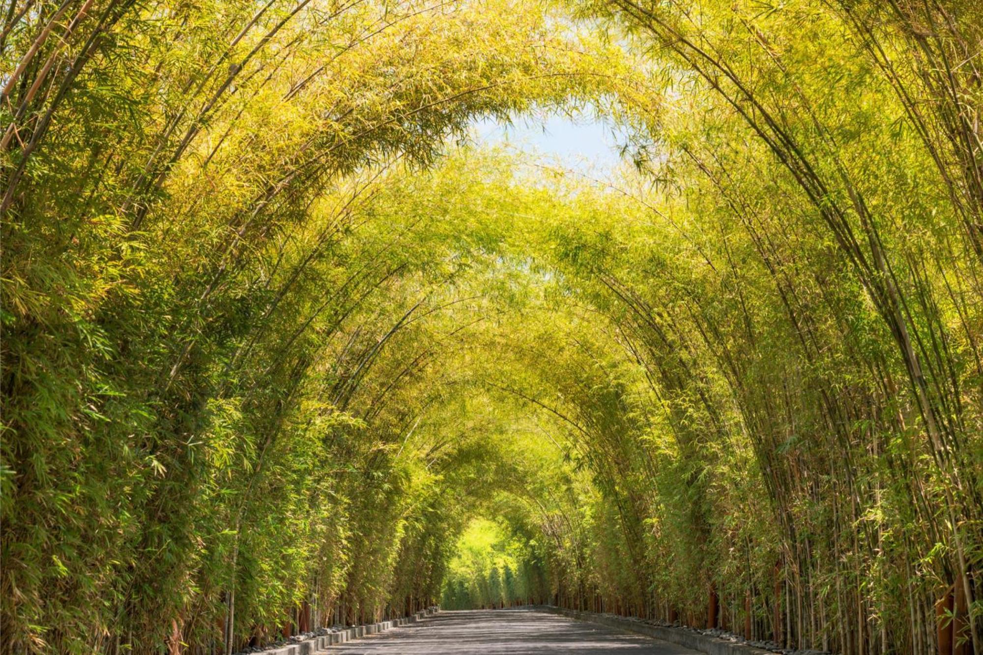فندق دابليو بالي - سمينياك المظهر الخارجي الصورة Bamboo forest in China